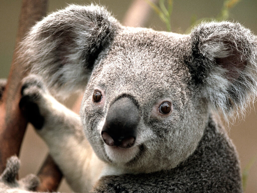 Koala 2.jpg