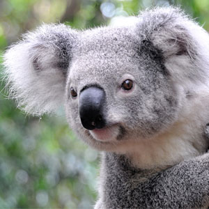 Koala 1.jpg